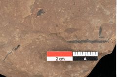 Foto (Detailansicht) von Asterocalyx styriacus Ettingshausen (NHMW-GEO-2024-0188-0428)